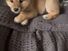 Jaapani Shiba Inu