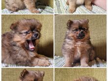 Pomeranian / kääbusspitsi preilid