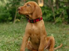 Ungari lühikarvalise linnukoera kutsikad (vizsla)