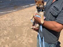 Shiba Inu