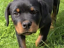 Rottweileri kutsikas