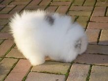 Puhtatõulised pomeranlase kutsikad