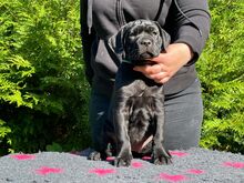 Cane Corso kutsikad