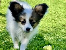 Papillon
