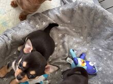 CHIHUAHUA