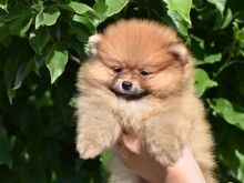 Pomeranian kutsikad