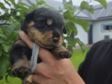 Isased tõutunnistusega Rottweileri kutsikad