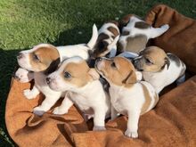 Jack Russell terjeri kutsikad