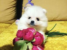 Pomeranian kutsikad
