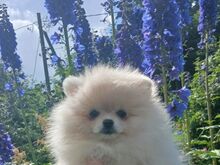 Pomeraniani kutsikas