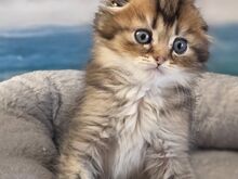 Scottish Fold - Scottish Straight