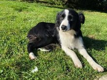 BORDERCOLLIE