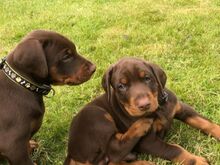 Dobermanni kutsikad