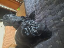 Щенки шарпея