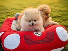Pomeranian Sprs
