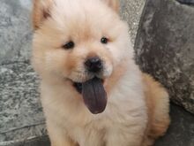 Chow chow kutsikad