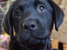 Labradori retriiveri kutsikad