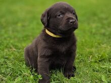 Labradori retriiveri kutsikad FCI