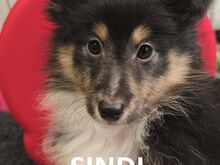 Shelti kutsikad