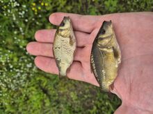 Karpkalad