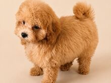 Maltipoo