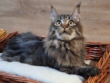 Maine Coon kassipojad