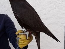 Buy GYR x Peregrine Black Falcons