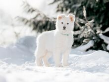 Šveitsi valge lambakoera kutsikas