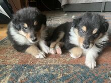 Collie pikakarvalise kutsikad