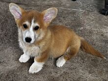 Pembroke Welsh Corgi