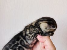 Бенгальские котята
