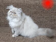 Персидские котята
