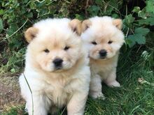 Chow chow kutsikad