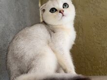 Scottish fold