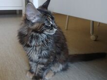 Maine Coon