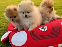 Pomeranian Sprs