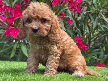 Cavapoo kutsikad