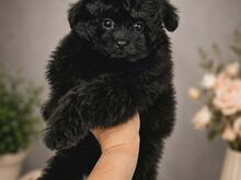 Pomopoo