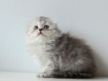 Scottish Fold kassipojad emane