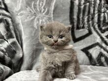 Beautiful British short/longhair kittens ready