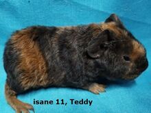 Tõu merisead Teddy, isased
