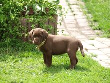 Labrador retriiver emane kutsikas saadaval