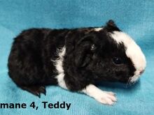 Tõu merisead Teddy-emased