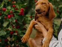 Ungari lühikarvalise linnukoera kutsikad (vizsla)