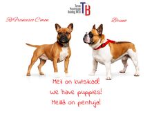 Prantsuse buldog- järelmaksuvõimalus