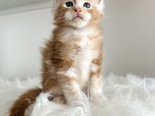 Maine Coon