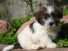 Jack Russell