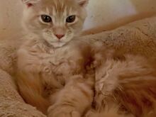 Maine Coon tõugu kassipojad