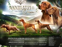 Vizsla / Ungari lühikarvalise linnukoera kutsikad