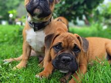 Isane prantsuse buldog